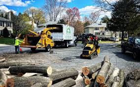 Trusted Newcastle, CA Tree Care Experts