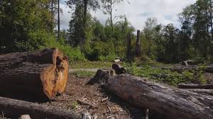 Best Seasonal Cleanup (Spring/Fall)  in Newstle, CA