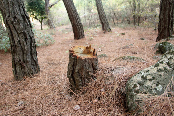 Best Tree Health Inspection  in Newstle, CA
