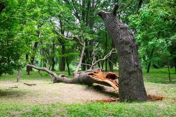 Best Lawn Renovation and Restoration  in Newstle, CA