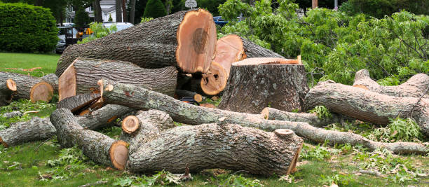 Best Tree Removal  in Newstle, CA