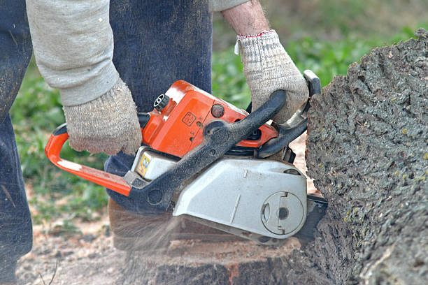 How Our Tree Care Process Works  in  Newcastle, CA