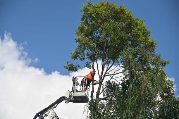 Best Stump Grinding and Removal  in Newstle, CA