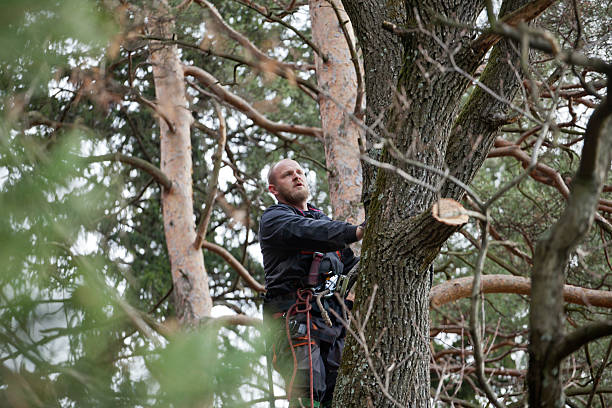 Best Tree Maintenance Programs  in Newstle, CA