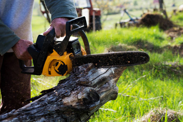 Best Lawn Disease Treatment  in Newstle, CA
