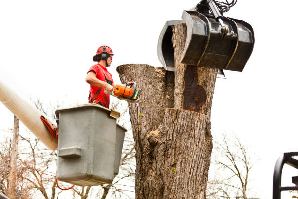 Best Tree Preservation Services  in Newstle, CA