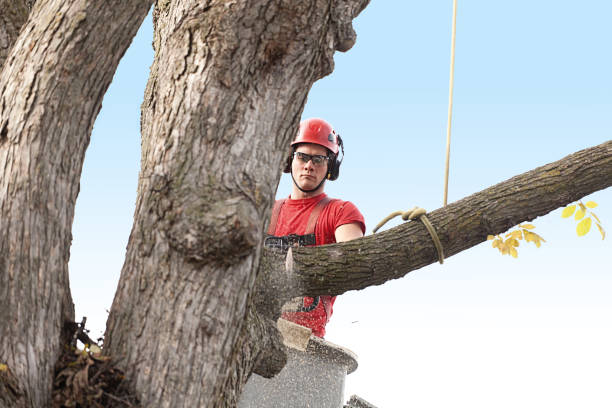 Best Emergency Tree Removal  in Newstle, CA